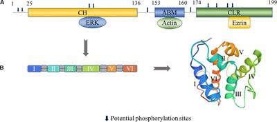 Transgelins: Cytoskeletal Associated Proteins Implicated in the Metastasis of Colorectal Cancer